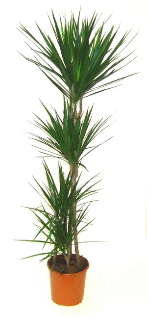 Madagascar Dragon tree